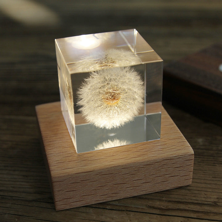 Light Base Buche/Walnuss