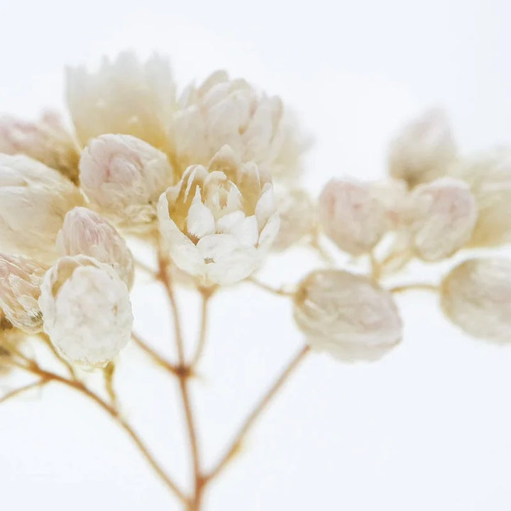 Rice Flower - Sola Cube