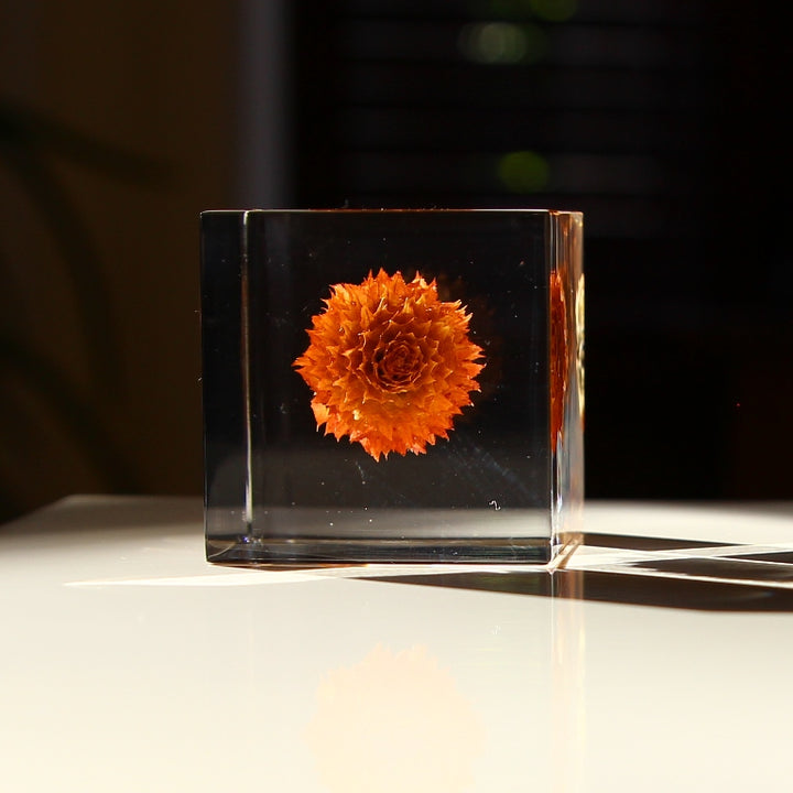 Globe Amaranth - Sola Cube