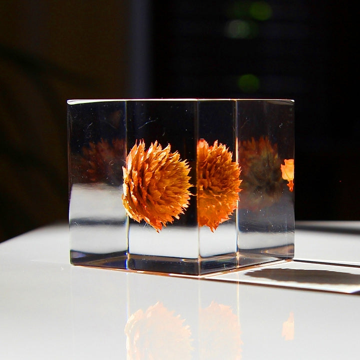 Globe Amaranth - Sola Cube