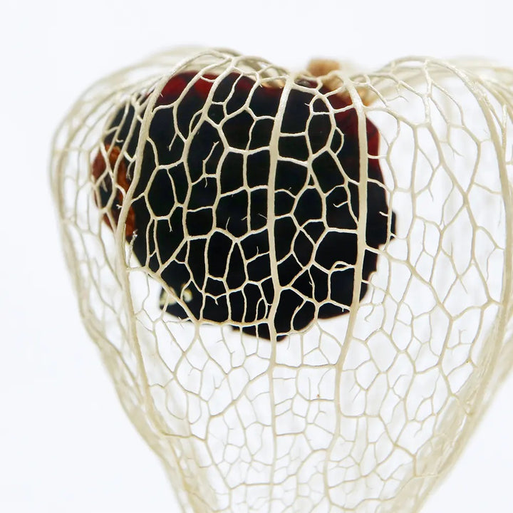 Chinese Lantern - Sola Cube