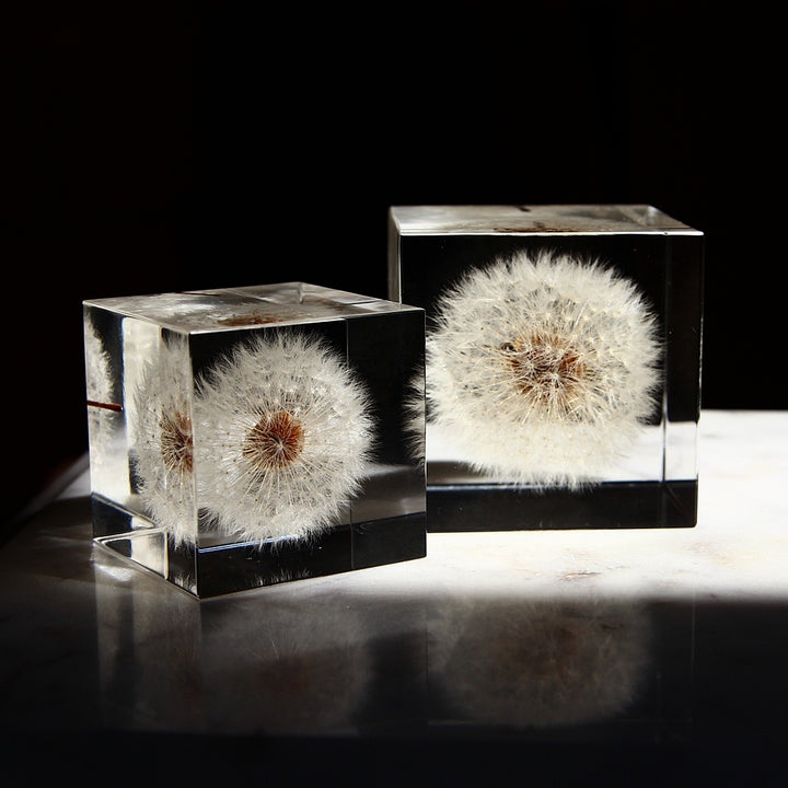 Pissenlit - Sola Cube