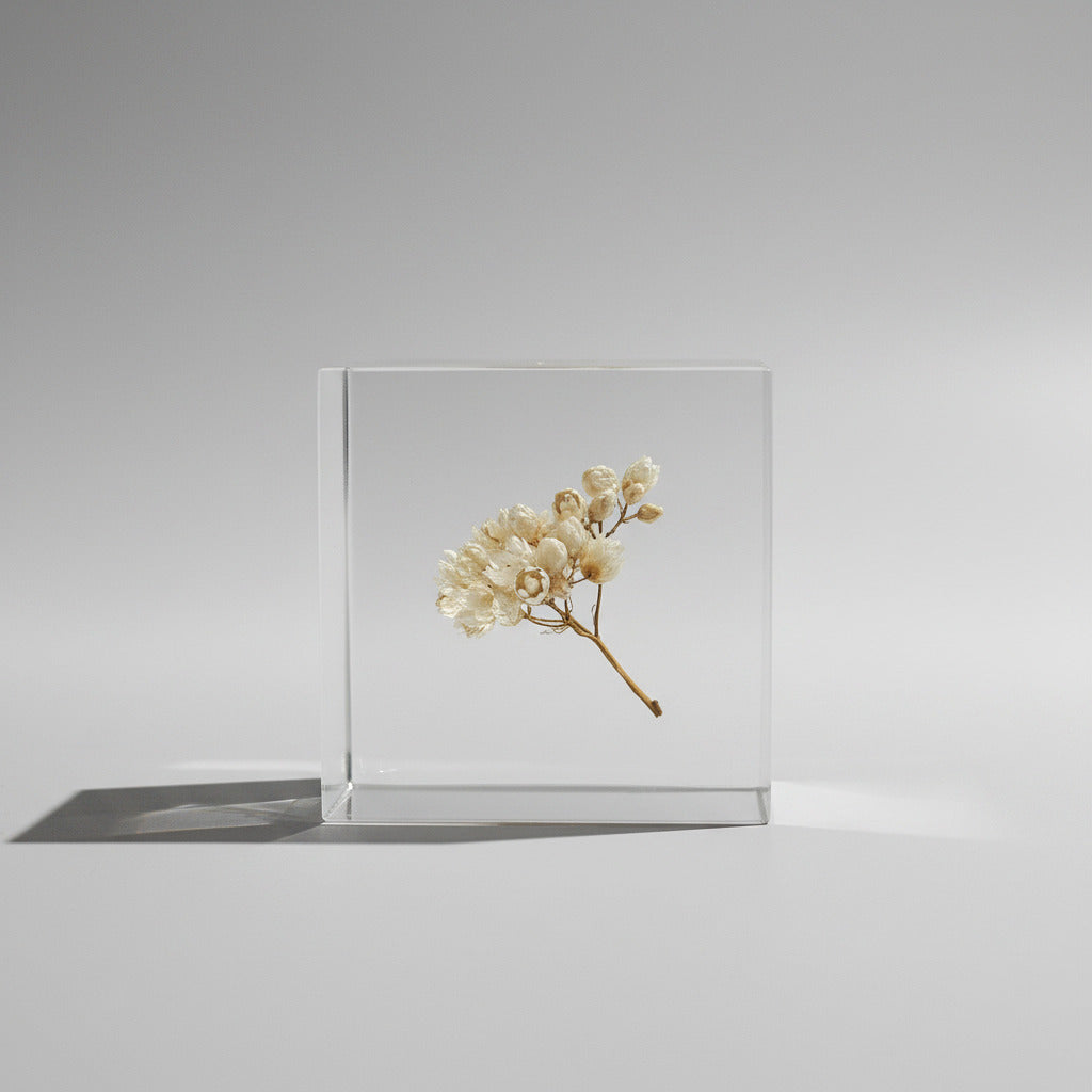 Fleur de riz - Sola Cube