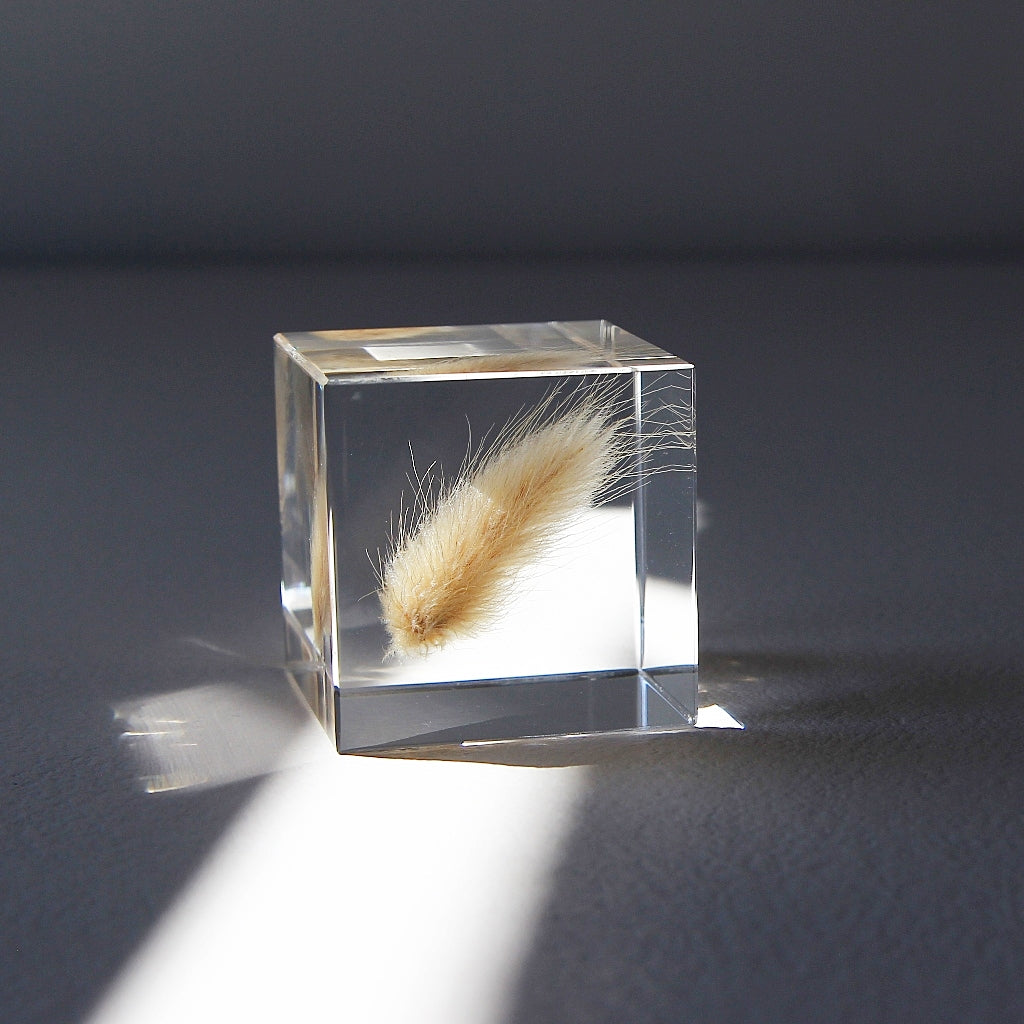 Bunny Tail Grass - Sola Cube