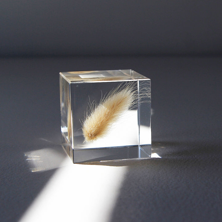 Bunny Tail Grass - Sola Cube