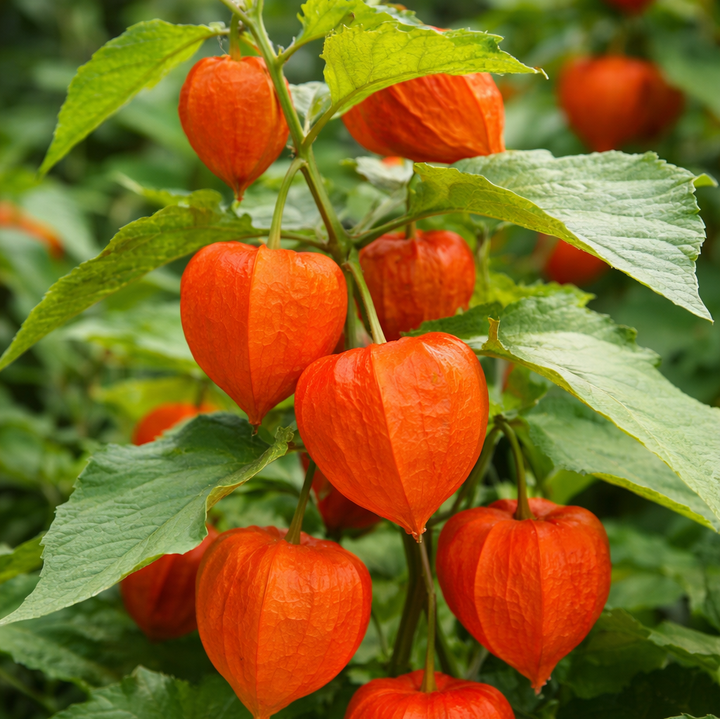 Chinese Lantern - Sola Cube