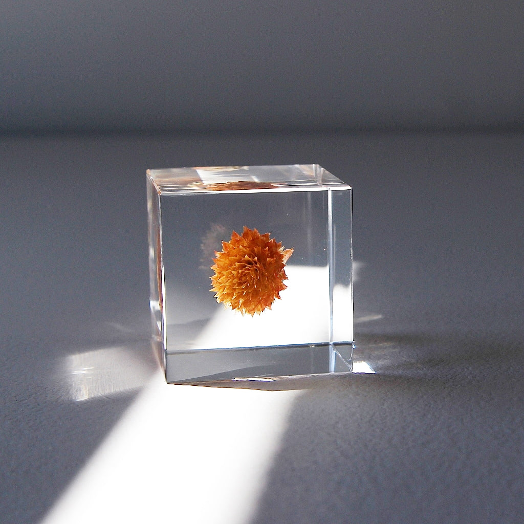 Globe Amaranth - Sola Cube