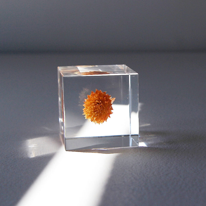 Globe Amaranth - Sola Cube