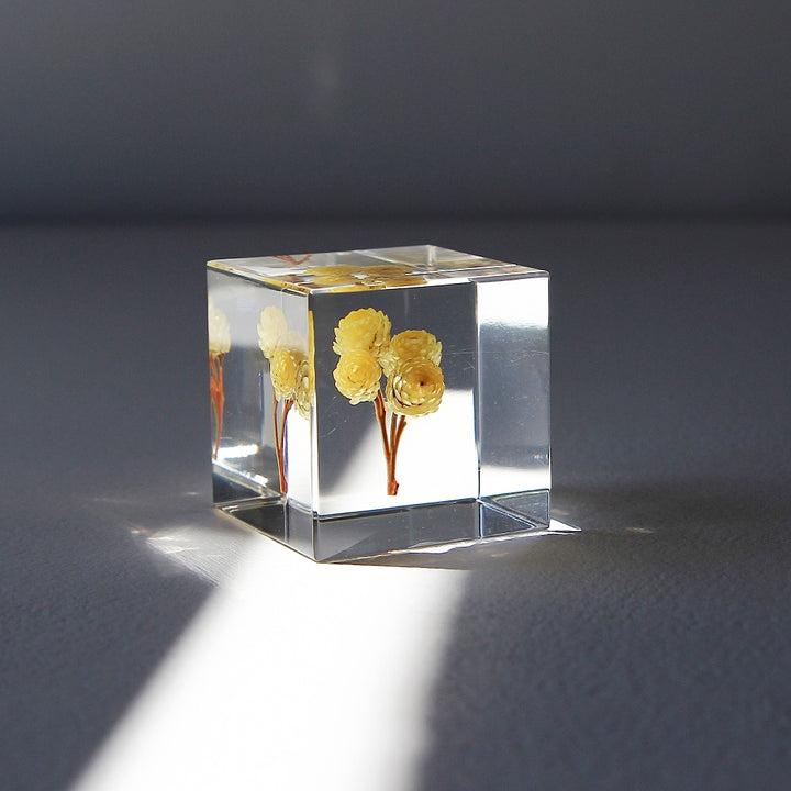Immortelle - Sola Cube