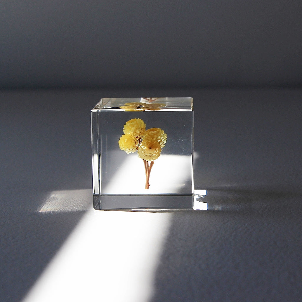 Immortelle - Sola Cube