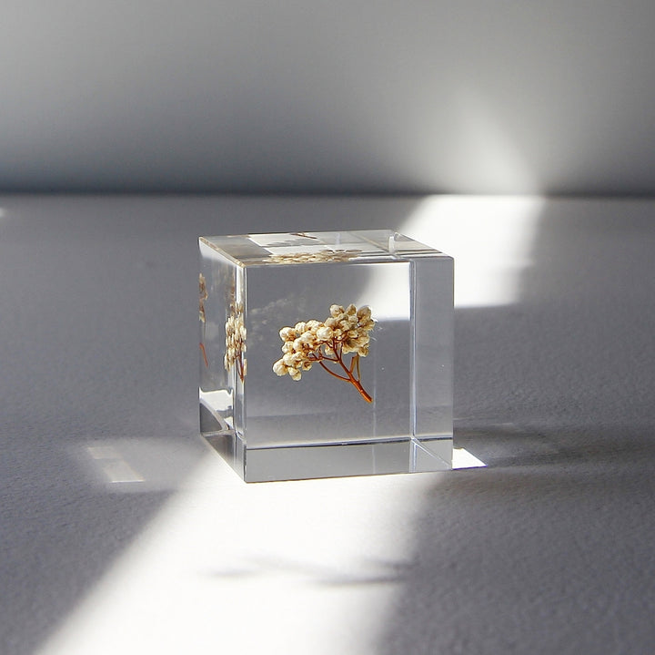 Rice Flower - Sola Cube