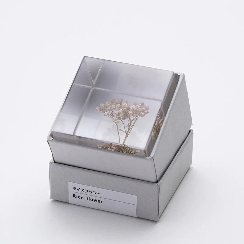 Rice Flower - Sola Cube