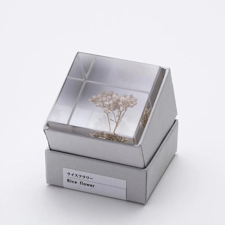 Rice Flower - Sola Cube