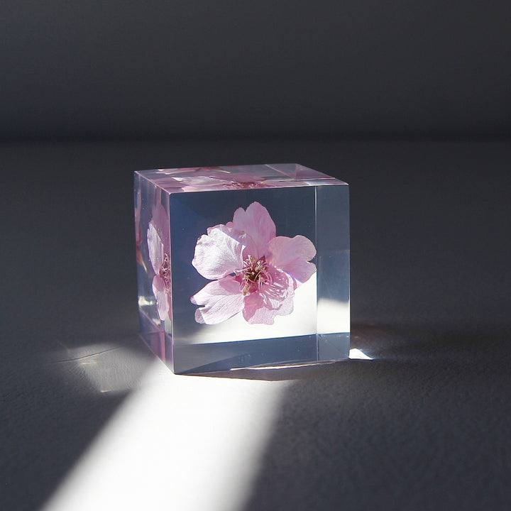 Sakura - Sola Cube