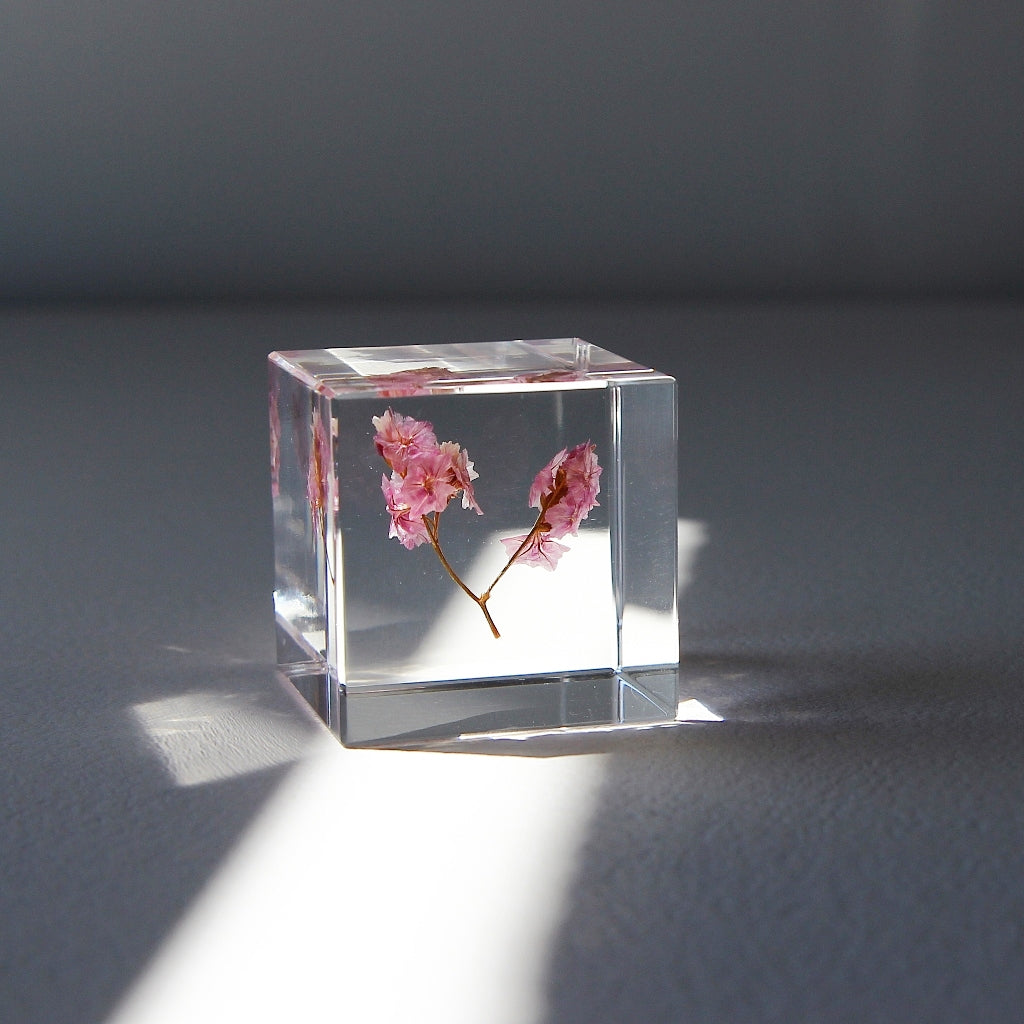 Sea Lavender - Sola Cube
