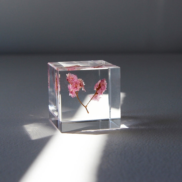 Sea Lavender - Sola Cube