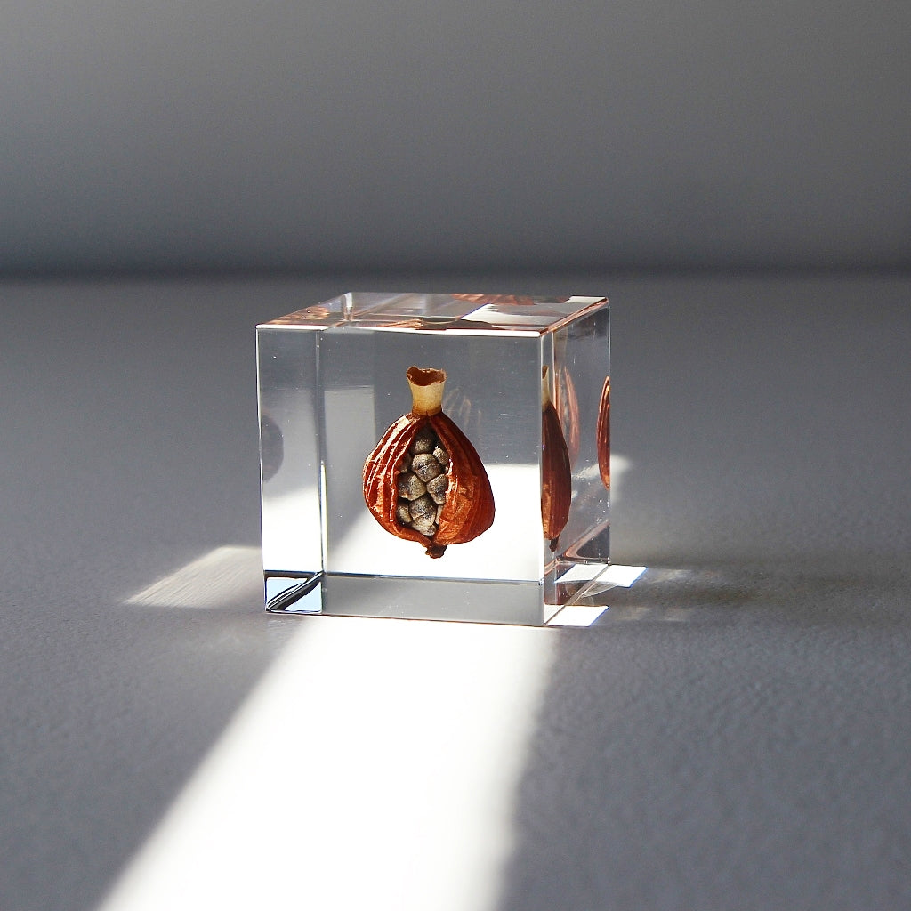 Shell Ginger - Sola Cube
