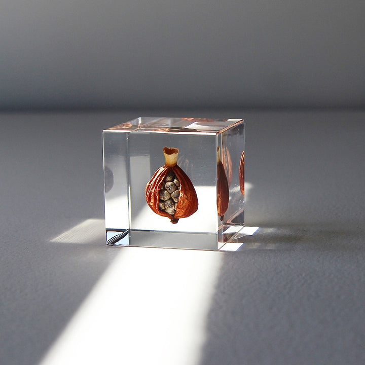 Shell Ginger - Sola Cube