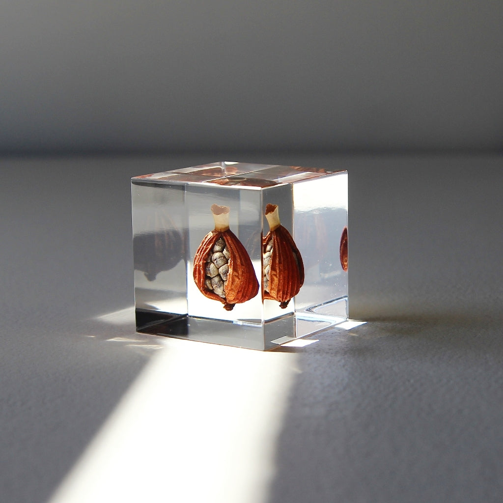Shell Ginger - Sola Cube