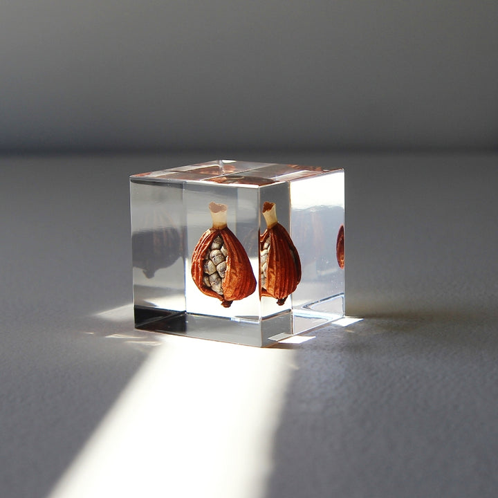 Shell Ginger - Sola Cube
