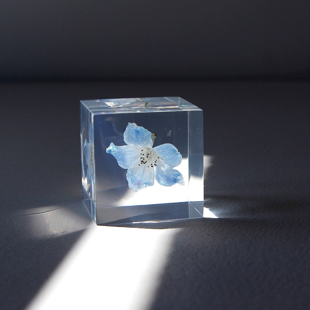 Siberian Larkspur - Sola Cube