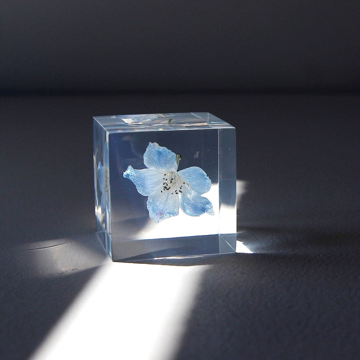 Siberian Larkspur - Sola Cube
