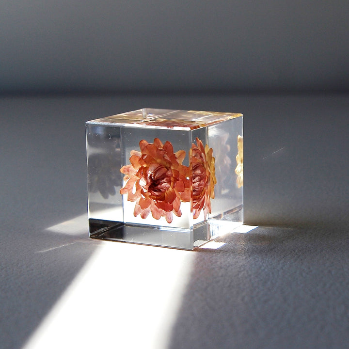 Strawflower - Sola Cube