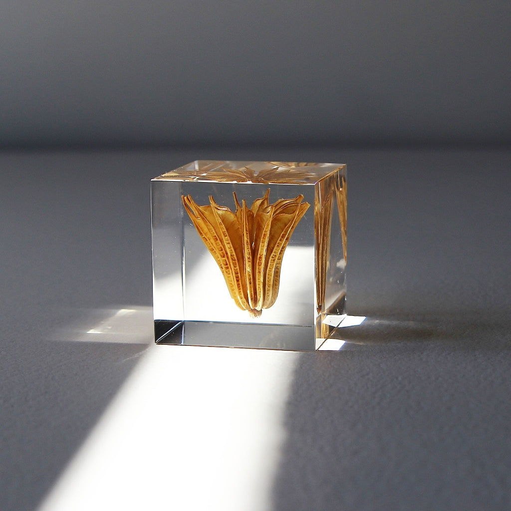 Yellow Fennel Flower - Sola Cube