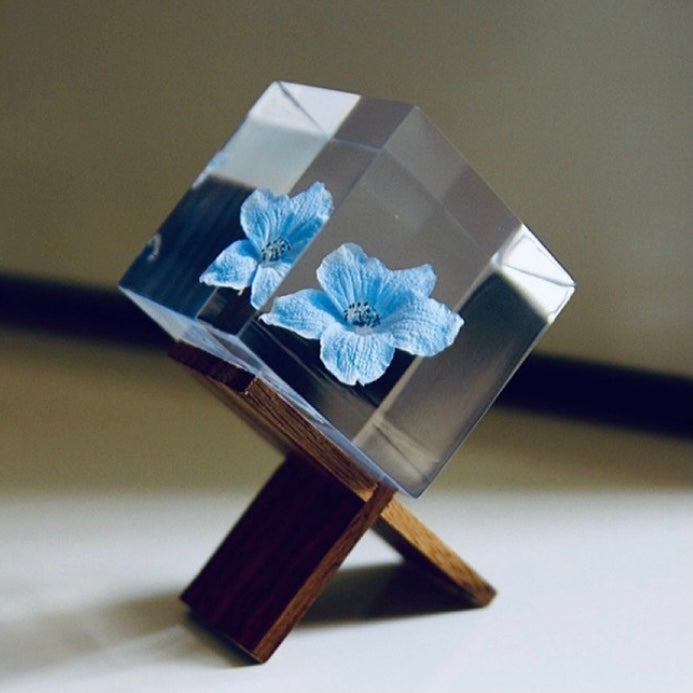 Siberian Larkspur - Sola Cube