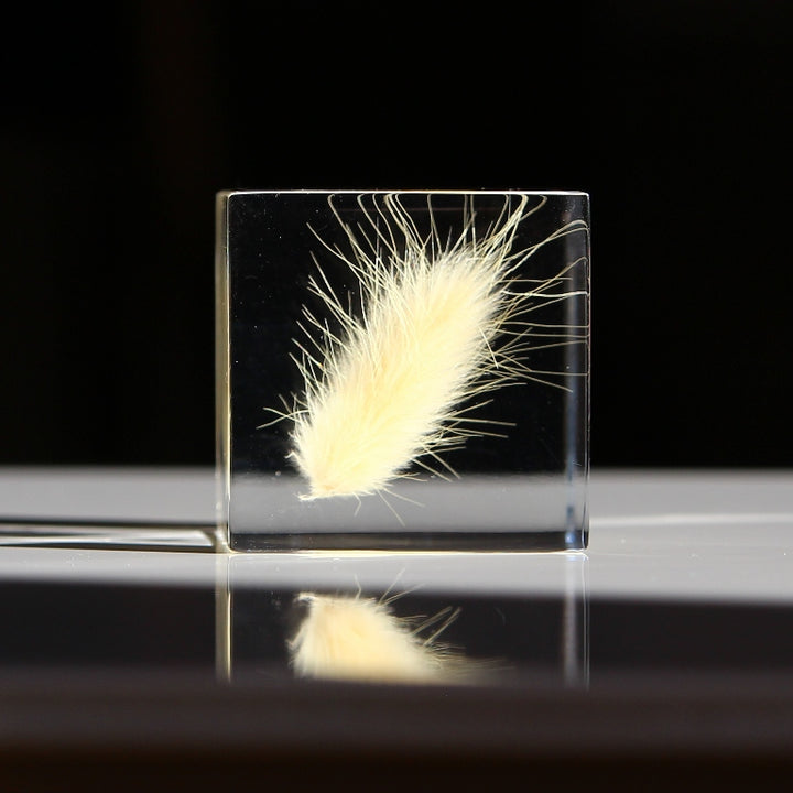 Bunny Tail Grass - Sola Cube