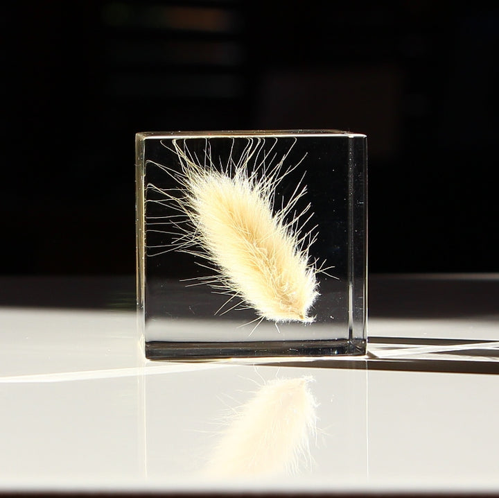 Bunny Tail Grass - Sola Cube