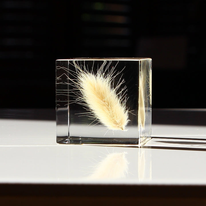 Bunny Tail Grass - Sola Cube