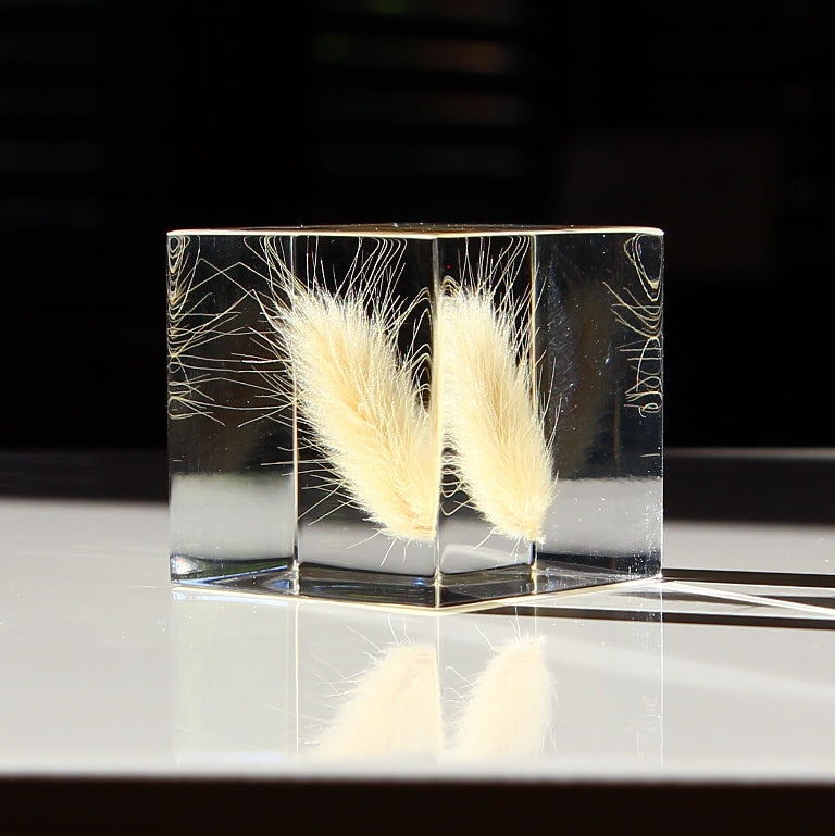 Bunny Tail Grass - Sola Cube