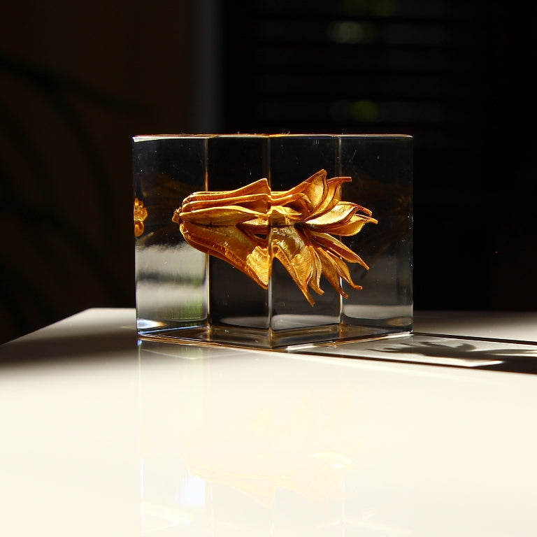 Fleur de fenouil jaune - Sola Cube