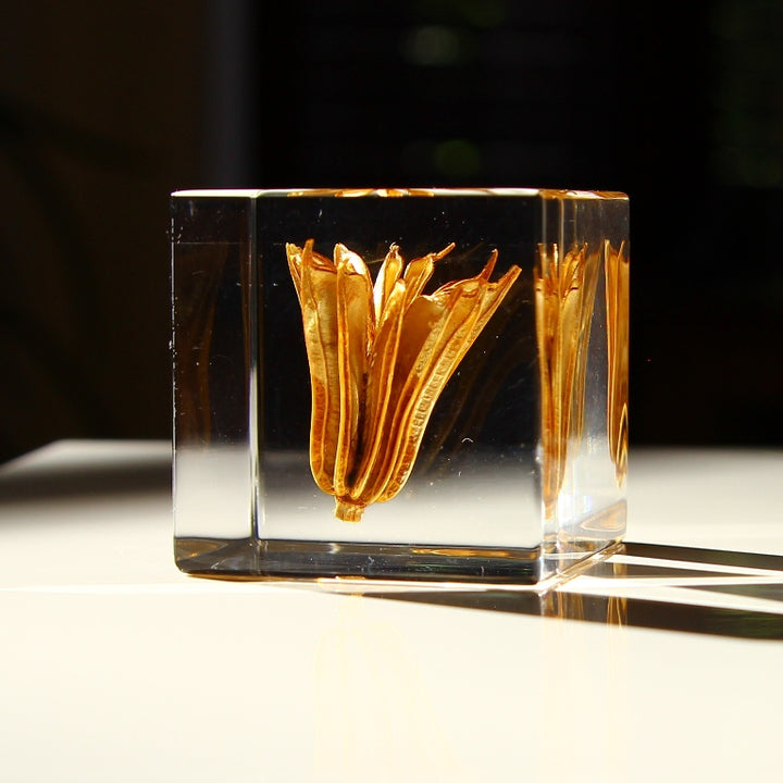 Fleur de fenouil jaune - Sola Cube