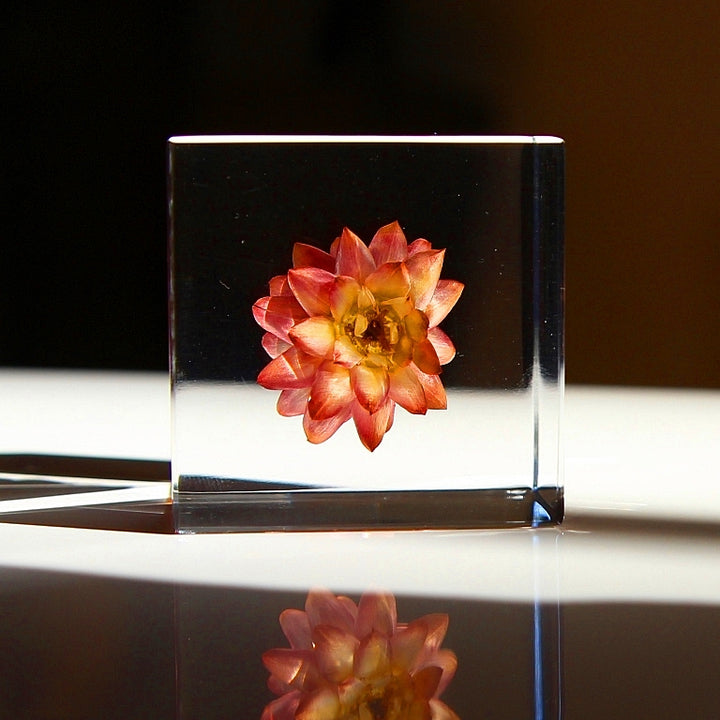 Fleur de fraise - Sola Cube