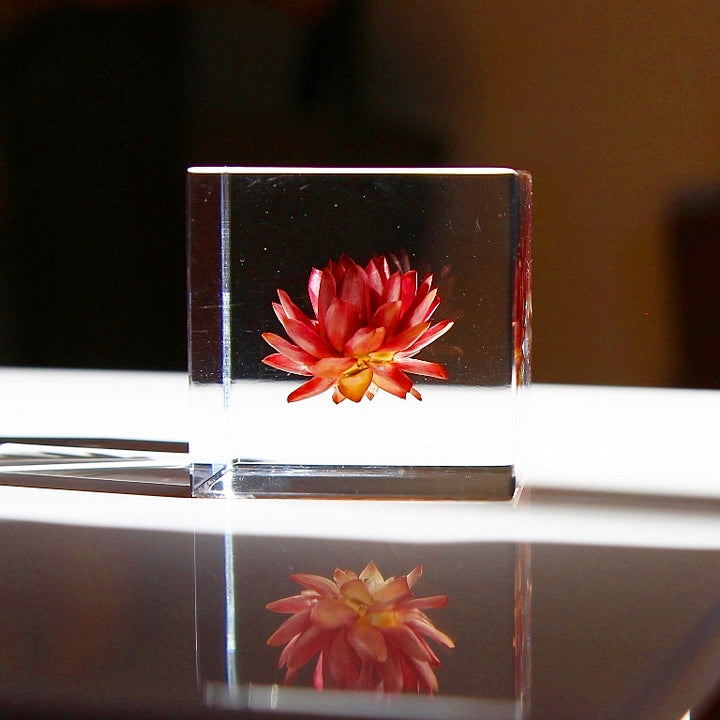 Fleur de fraise - Sola Cube