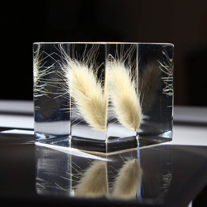 Bunny Tail Grass - Sola Cube