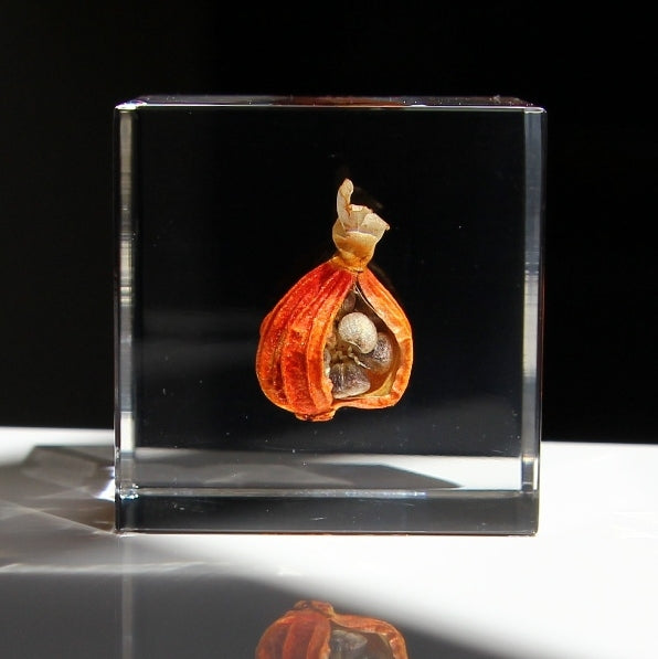 Shell Ginger - Sola Cube