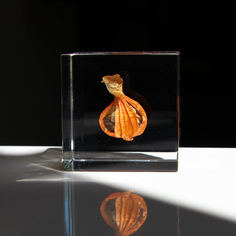 Shell Ginger - Sola Cube