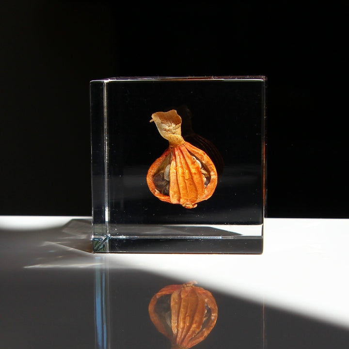 Shell Ginger - Sola Cube
