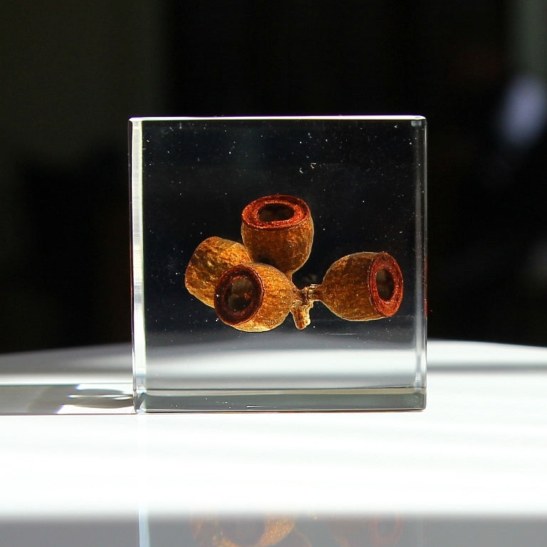Eucalyptus - Sola Cube