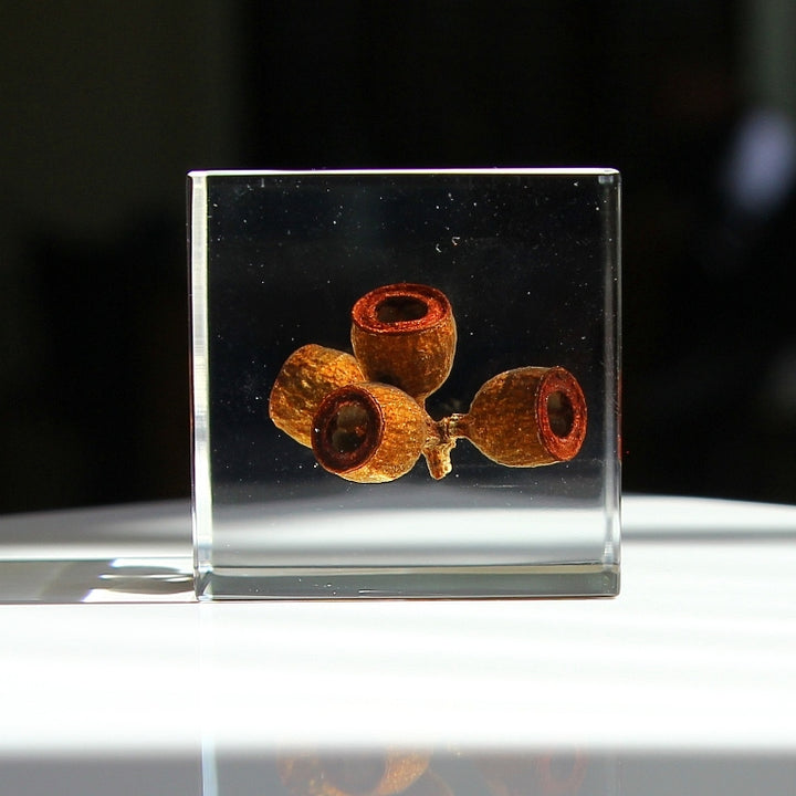 Eucalyptus - Sola Cube