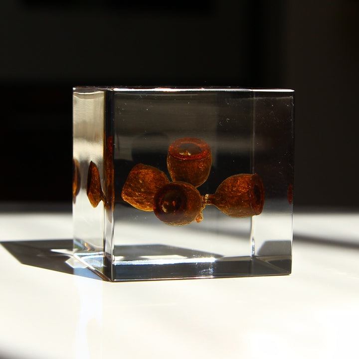 Eucalyptus - Sola Cube