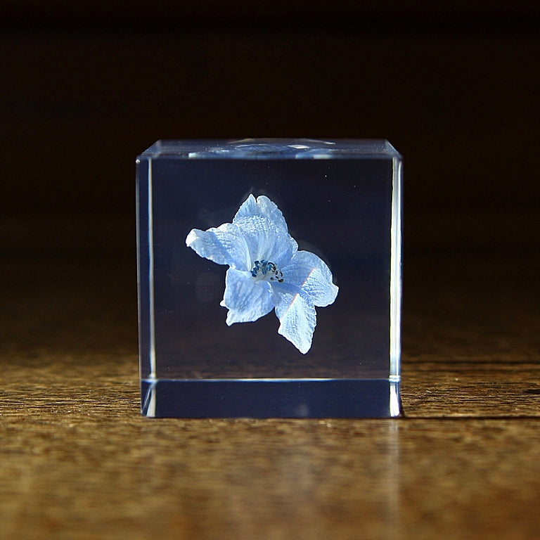 Siberian Larkspur - Sola Cube