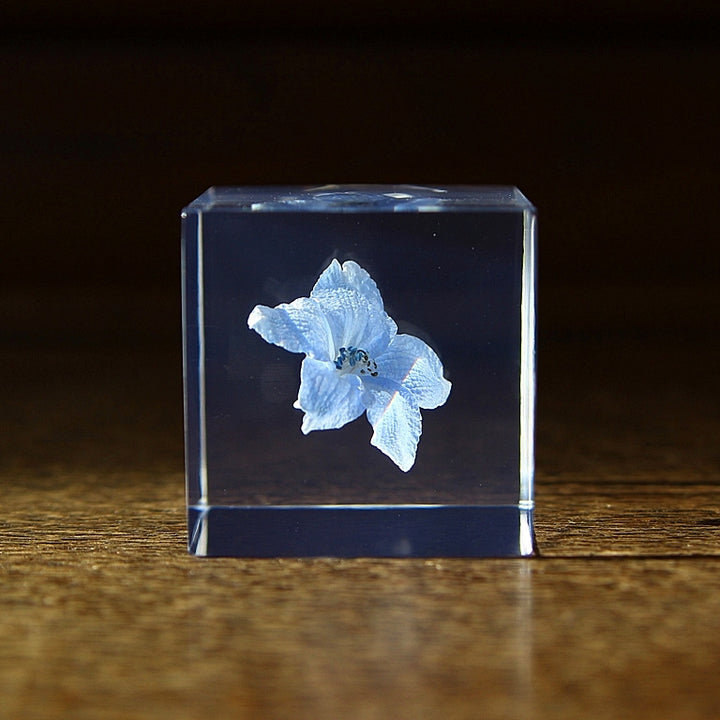 Siberian Larkspur - Sola Cube