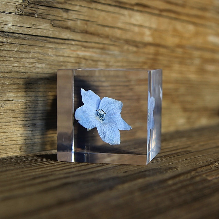 Siberian Larkspur - Sola Cube