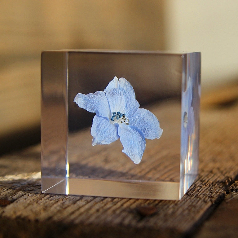 Siberian Larkspur - Sola Cube