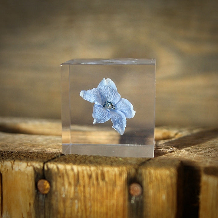 Siberian Larkspur - Sola Cube