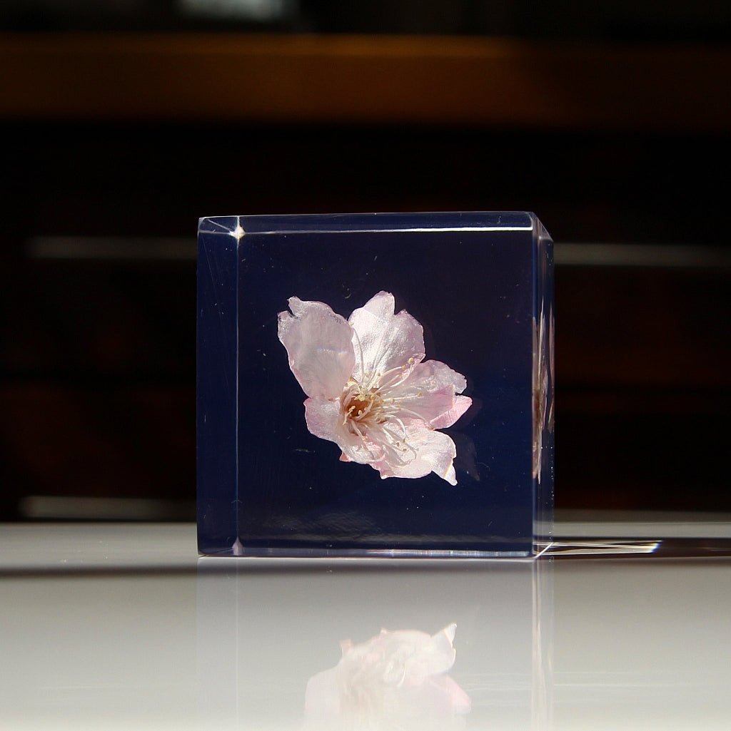 Sakura - Sola Cube